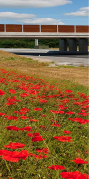 pont et coquelicots